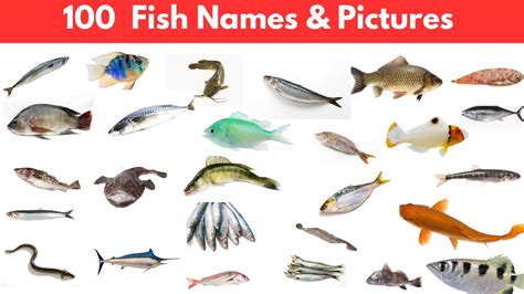 fish photo|100+ Fish Images .